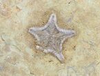 Rare, Plate of Cretaceous Starfish (Marocaster) - Morocco #48324-2